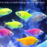 Các loài cá cảnh không cần oxy phổ biến