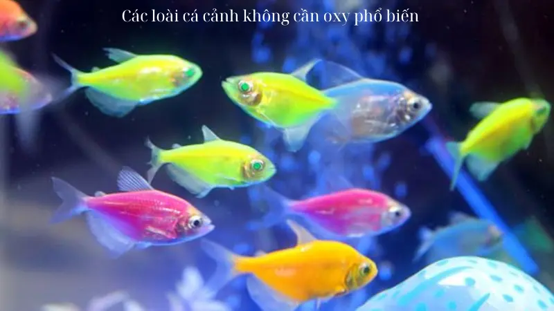 Các loài cá cảnh không cần oxy phổ biến