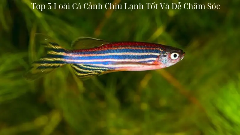 Top 5 Loài Cá Cảnh Chịu Lạnh Tốt Và Dễ Chăm Sóc