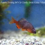 Cách Trị Rận Nước Trong Bể Cá Cảnh: Đơn Giản Nhưng Hiệu Quả