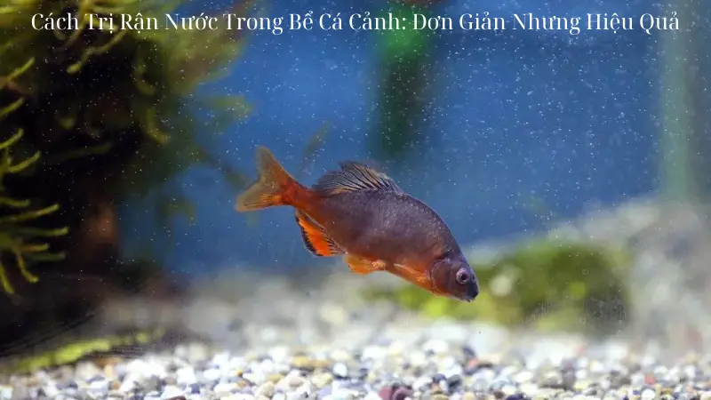 Cách Trị Rận Nước Trong Bể Cá Cảnh: Đơn Giản Nhưng Hiệu Quả