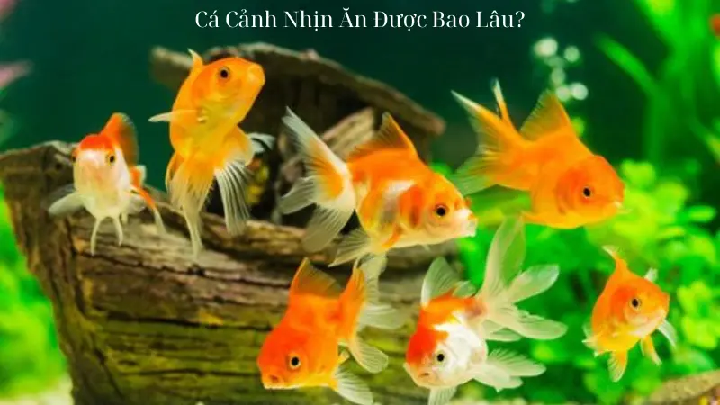 Cá Cảnh Nhịn Ăn Được Bao Lâu? Giải Pháp Khi Vắng Nhà