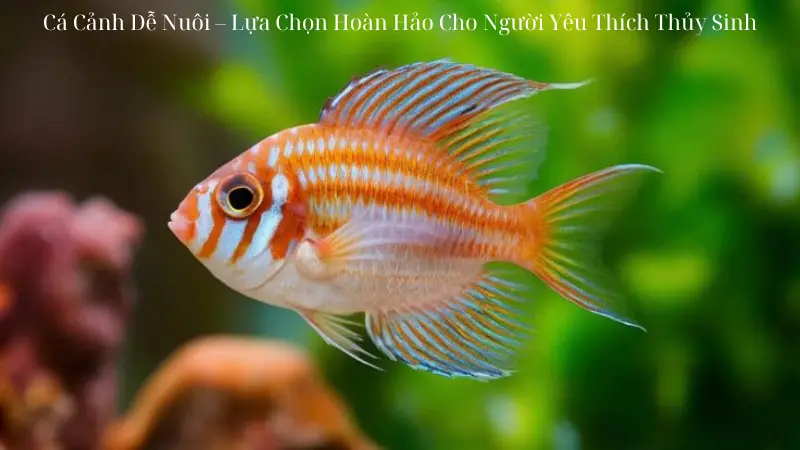 Cá Cảnh Dễ Nuôi – Lựa Chọn Hoàn Hảo Cho Người Yêu Thích Thủy Sinh