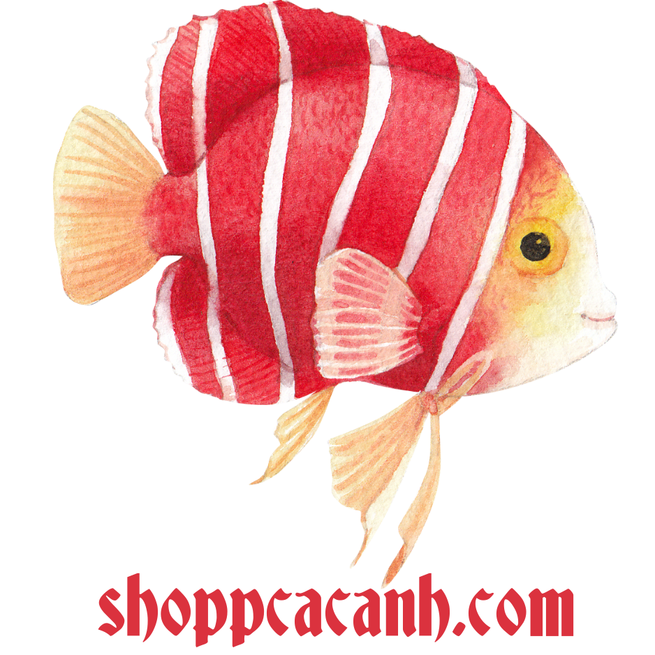 shoppcacanh.com