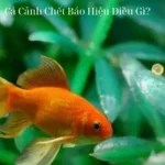 Cá Cảnh Chết Báo Hiệu Điều Gì?