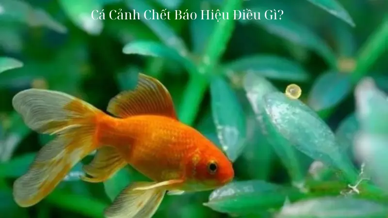 Cá Cảnh Chết Báo Hiệu Điều Gì?