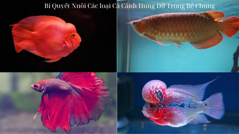 Bí Quyết Nuôi Các loại Cá Cảnh Hung Dữ Trong Bể Chung