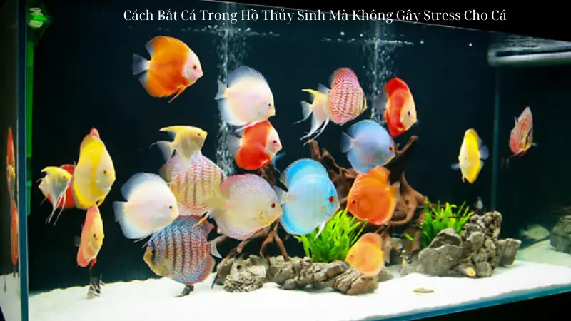 Cách Bắt Cá Trong Hồ Thủy Sinh Mà Không Gây Stress Cho Cá