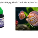 Bí Quyết Sử Dụng Thuốc Xanh Methylen Cho Cá Cảnh