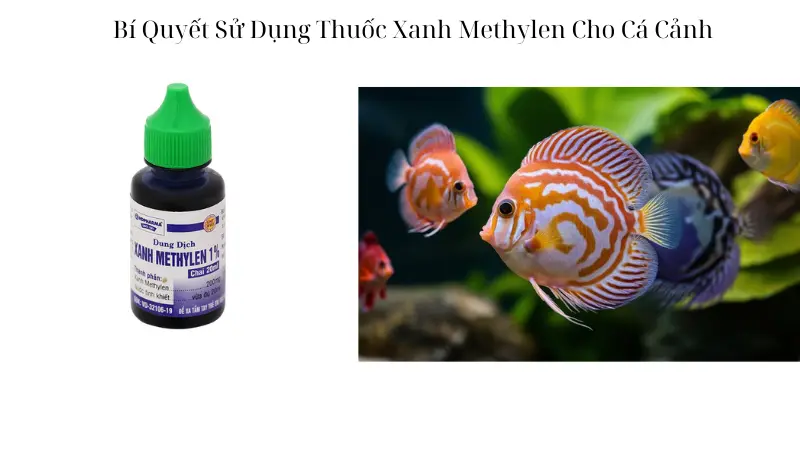 Bí Quyết Sử Dụng Thuốc Xanh Methylen Cho Cá Cảnh